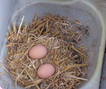Adoro raccogliere le uova e anche mio nipote, le nostre 4 galline ci depongono 2 dozzine di uova a settimana