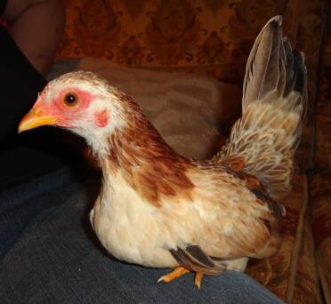 La mia adorabile giovane gallina Serama