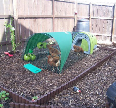 Verde Eglu pollaio con corsa, copertura ombreggiante e 3 polli