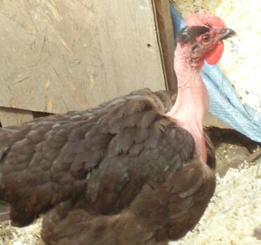 gertrude la nostra gallina dal collo nudo della collezione wernlas