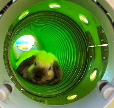 Cookie il minilop che fa un sonnellino nel suo tunnel in un giorno d'estate