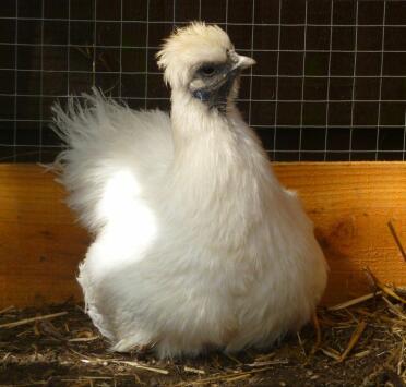 Una gallina silkie seduta sul suo nido