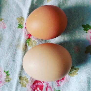 Due uova oggi !!