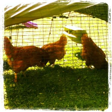 Le mie 3 nuove galline sono arrivate durante la finale maschile di wimbledon :)