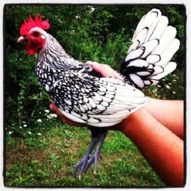 Il nostro gallo Sebright Bantam d'argento di 5 mesi
