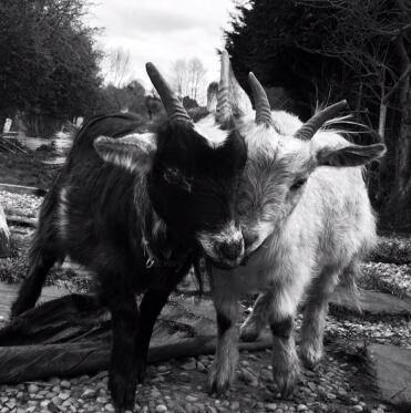 Dave (a sinistra) & pete, il mio pigmeo Goats 