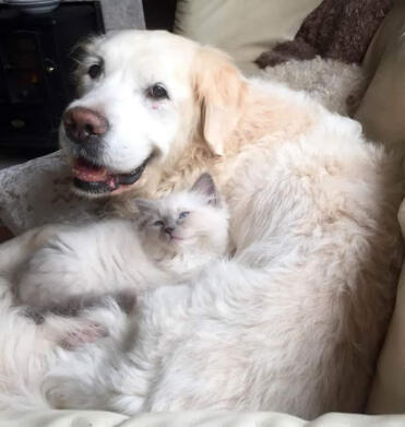 Bailey si prende cura dell'ultimo gattino
