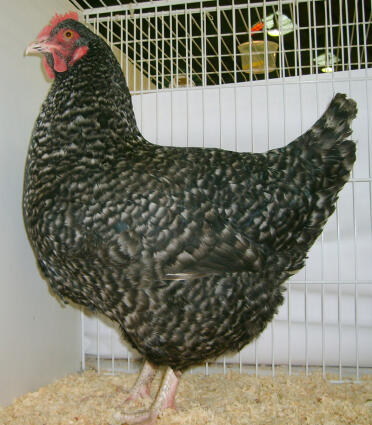 Pollo marans