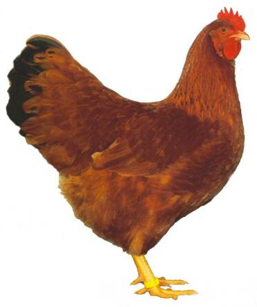 Un buon esempio di una gallina rossa dalla coda nera del New Hampshire.