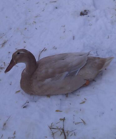 Anatra in posa Snow