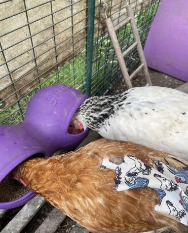 Mantiene il cibo asciutto, soprattutto con tutta la pioggia che c'è stata. le bambine sembrano apprezzare il suo utilizzo.