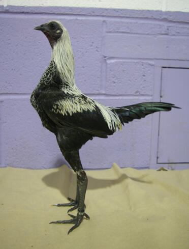 Birchen gallo moderno