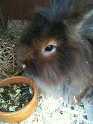 Simpatico coniglio che osserva il suo cibo nella sua ciotola