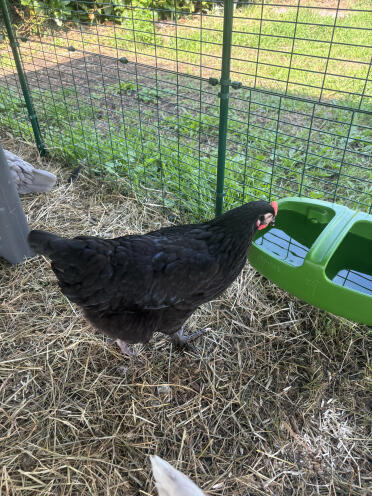 L'abbeveratoio è perfetto in termini di capacità! la qualità è davvero al top 👍🏼 ; ne ho anche acquistato un secondo per avere diversi punti d'acqua per i miei pulcini 🐓🐓