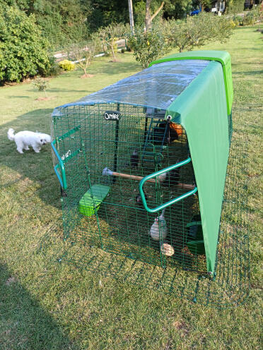 Galline all'ombra e al coperto!