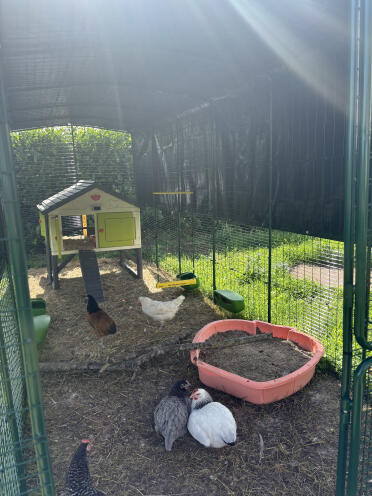 Un'altalena davvero bella! 🐓🐓👍🏼