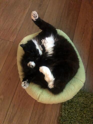 Ama così tanto il suo letto, che mi manca il mio gatto da salotto! 