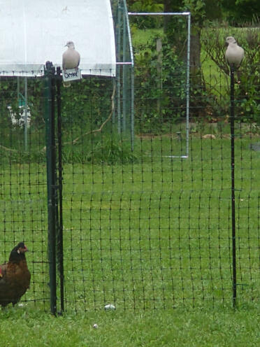 Non sono solo le galline ad amare Omlet😉