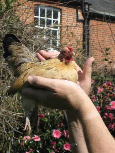 Un pollo dall'aspetto così bello