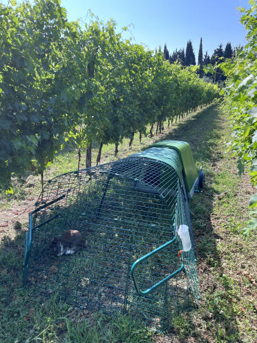 Il recinto nel vigneto al sicuro dalle Volpi