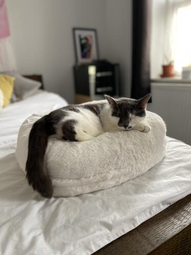 Il mio gatto adora il suo nuovo letto a ciambella Omlet! 