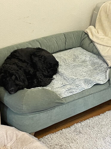 Cockapoo di 15 kg su un grande letto ausiliario