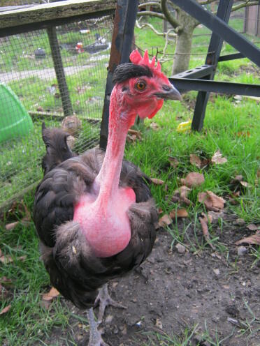ozzie, il nostro pollo che pensa di essere una quaglia