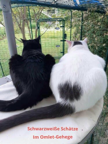 I nostri 2 gatti nel recinto