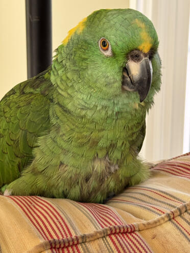 Russell l'uccello