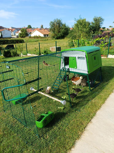 Trespolo ideale per le galline ornamentali 