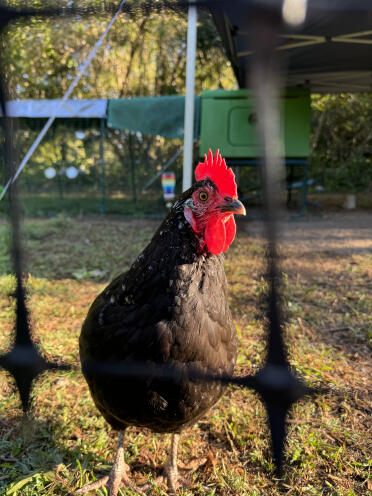 Pretty boo al mattino (sssh, non sa di essere una gallina)