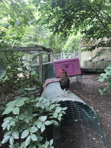 Il pollaio di asheville