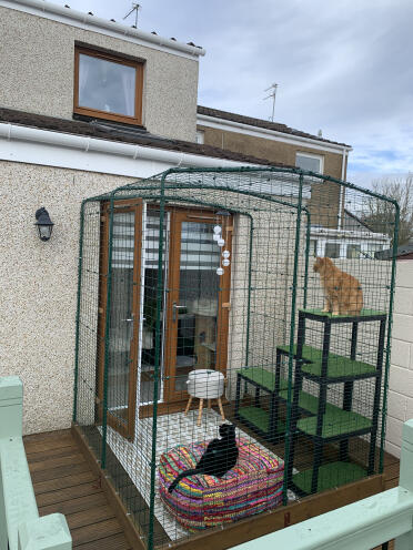 Il nuovo catio di tigro e chrissy 