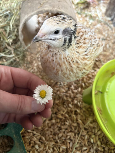 Le quaglie di angela