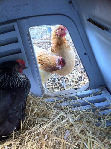 Betty e marGo guardano mentre la piccola lucy depone il suo primo uovo!