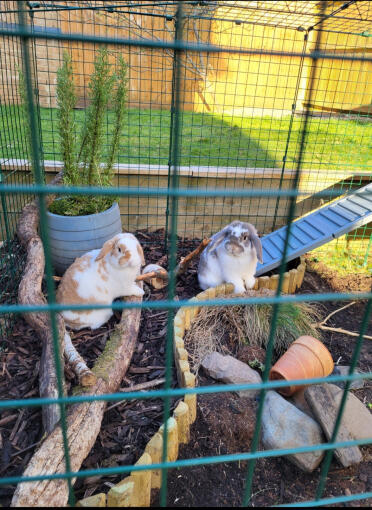 Rufus e ginger