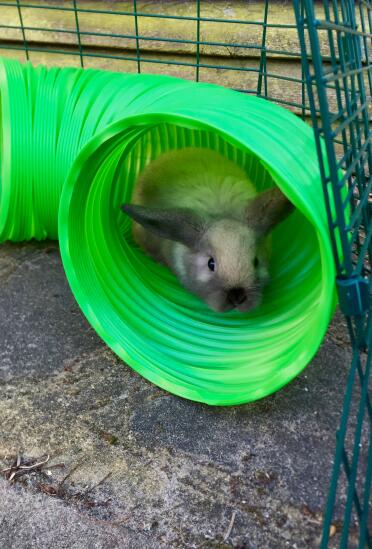 Phoebe adora giocare nella sua nuova conigliera!
