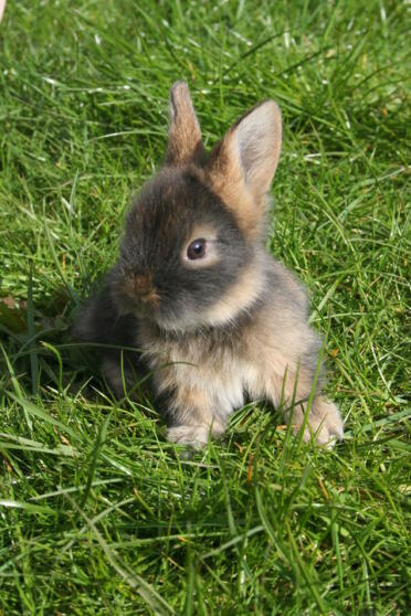 Carino coniglio birichino seduto sull'erba