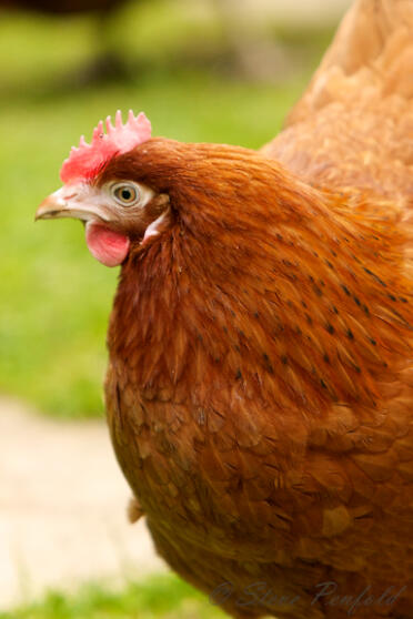 Le galline sono dei bellissimi animali da compagnia per il vostro giardino.