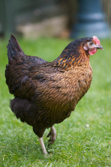 Un bellissimo pollo misspepperot.