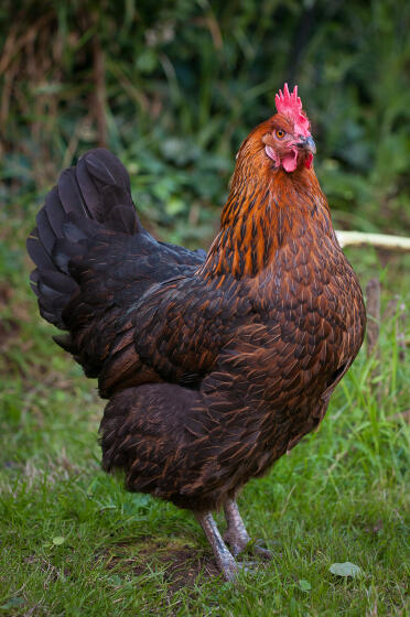 Anja - 8 anni e un uccello orgoglioso!
