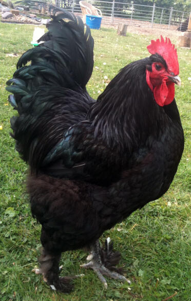 Gallo in posa nel giardino