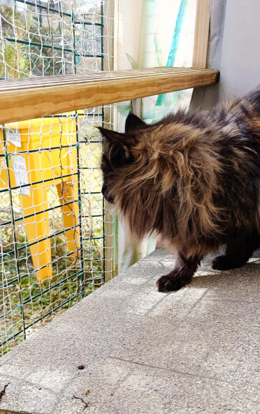 Gatto delle foreste norvegesi 