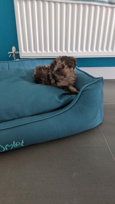 Perfetto per le coccole!