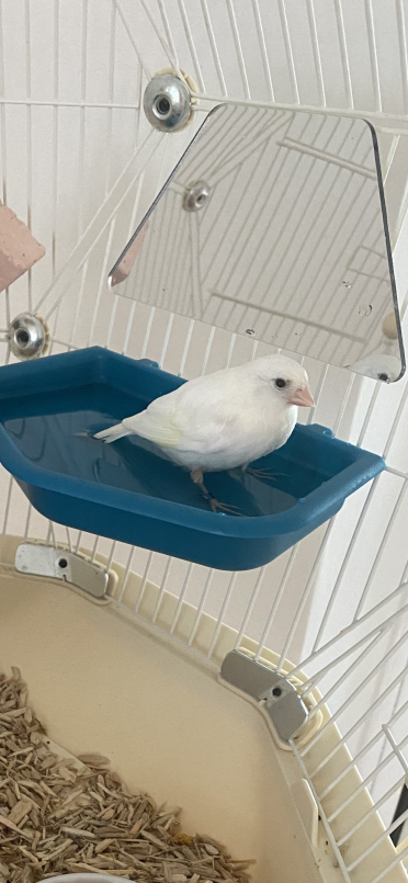 Gucci adora il suo bagno, tanto che lo usa quotidianamente.