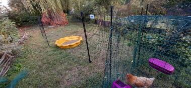 Un giardino con un sacco di attrezzature per l'allevamento di polli.