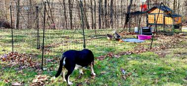 Recinzione di pollo in un grande campo, che circonda un pollaio