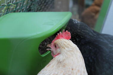 Nutrire le galline al mattino