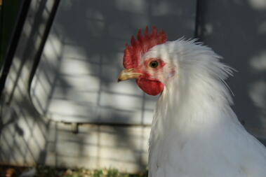 Adoriamo avere un galletto, alcuni sono anche più amichevoli delle nostre galline!