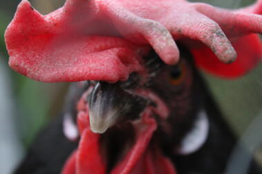 I livornesi sono soggetti al congelamento a causa dei loro grandi pettini